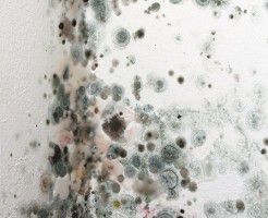 結露でビチョビチョ スーツも洋服もカビだらけなりました